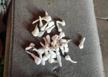 Cerraron dos bocas de venta de drogas en Florencio Sánchez