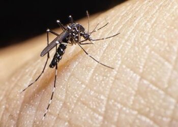 MSP le pide a la población extremar cuidados ante la detección del segundo caso de dengue autóctono