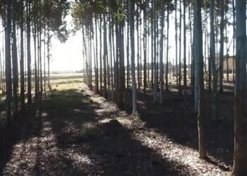 URUFOREST, primera Feria Forestal, del Agro y el Ambiente