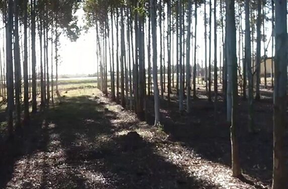 URUFOREST, primera Feria Forestal, del Agro y el Ambiente