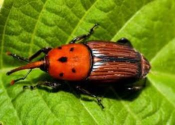 Detectaron una palmera del Parque Ferrando afectada por el Picudo Rojo