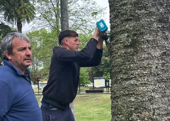 Paseos Públicos comenzó este lunes un trabajo preventivo contra el Picudo Rojo en 30 palmeras de Colonia