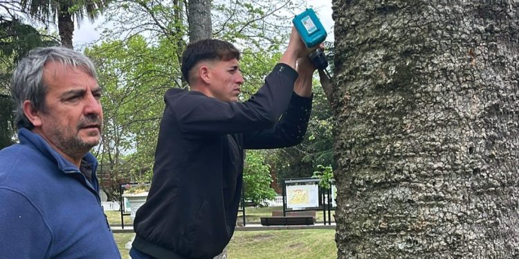 Paseos Públicos comenzó este lunes un trabajo preventivo contra el Picudo Rojo en 30 palmeras de Colonia