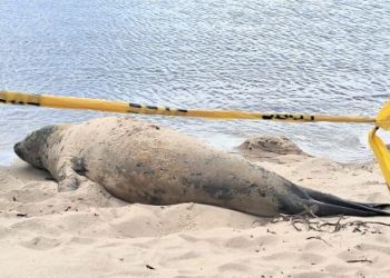 Apareció un Lobo Marino en la playa El Álamo de Colonia del Sacramento