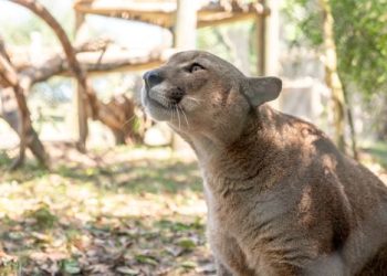 Dos pumas llegaron al Bioparque M’Bopicuá como parte de un acuerdo regional de conservación