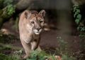 Más de 600 personas visitaron el Bioparque M’Bopicuá de Montes del Plata en las vacaciones de invierno