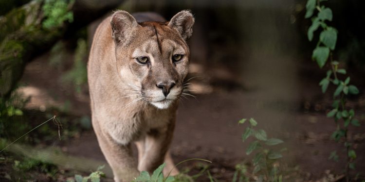 Más de 600 personas visitaron el Bioparque M’Bopicuá de Montes del Plata en las vacaciones de invierno