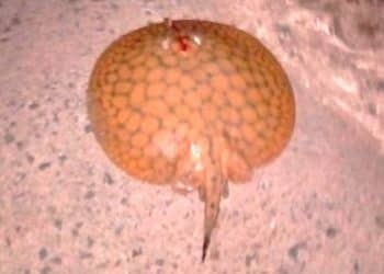 Municipio de Juan Lacaze alerta por aparición de rayas venenosas en su costa