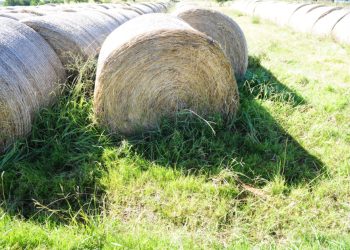 BPS prorrogó vencimiento de pago de aportes patronales rurales