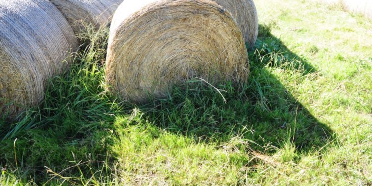 BPS prorrogó vencimiento de pago de aportes patronales rurales