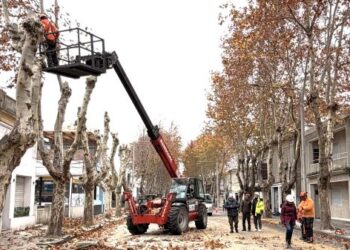 Intendente Rodríguez supervisó los trabajos de poda en Avenida Artigas
