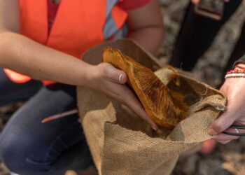 Montes del Plata impulsa una nueva edición del Encuentro del Mundo Fungi