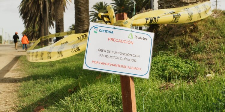 MTOP inició tratamientos contra el picudo rojo en las palmeras de la Ruta 1