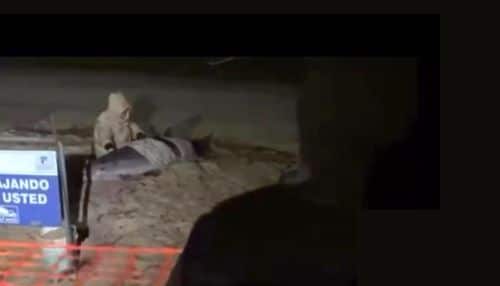 Murieron los dos delfines varados en la costa del Real de San Carlos en Colonia