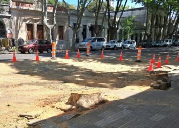 Intendencia de Colonia obligada a retirar dos grande plátanos ante el deterioro de la calzada en la Avenida General Flores