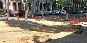 Intendencia de Colonia obligada a retirar dos grande plátanos ante el deterioro de la calzada en la Avenida General Flores